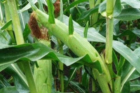 中地88玉米种简介,适合哪里种植,产量如何