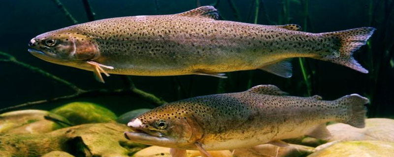 怎么分别虹鳟鱼和三文鱼 如何分别三文鱼和虹鳟鱼