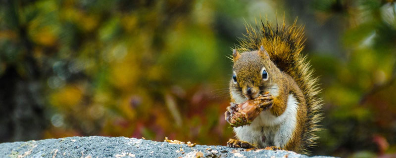 松鼠是什么颜色的(松鼠是什么颜色的?)