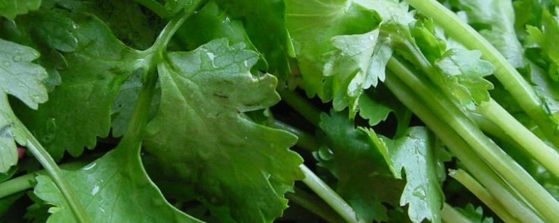 秋天种的农作物有哪些（秋天种什么农作物）