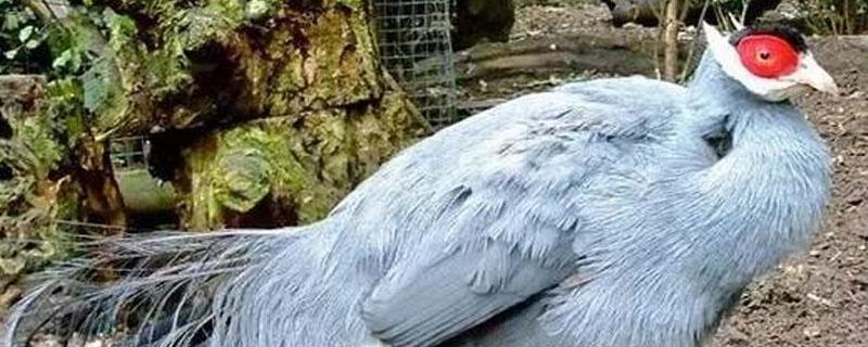 野鸡一年下多少蛋（野鸡一年下多少个蛋）