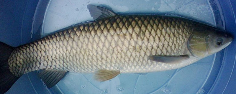 草鱼和鲤鱼的区别 草鱼和鲤鱼的区别图片