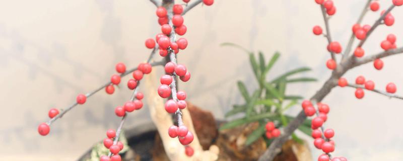 北美冬青的花语是什么,适合哪些地区种植