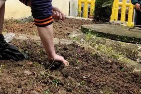 白菜怎么种,白菜的生长周期