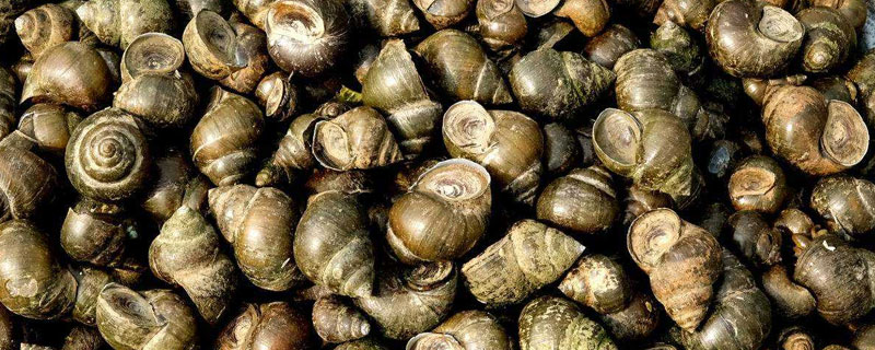 田螺快速去壳方法 田螺如何快速去壳