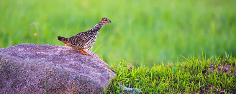 鹧鸪可以放养吗（鹧鸪笼养还是放养好）