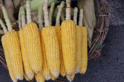 明天636玉米种简介,适合哪里种植,产量如何