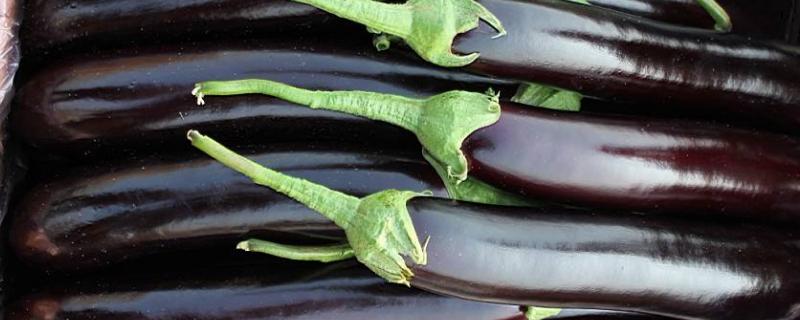 茄子病虫害有哪些，分别如何防治（茄子病虫害的防治方法）