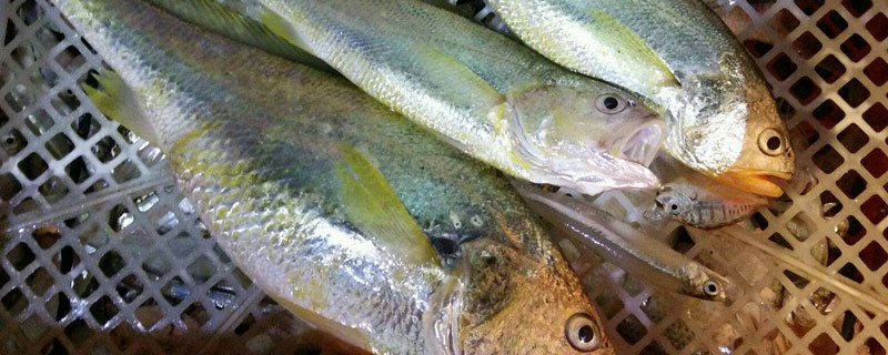 黄鱼是黄花鱼吗（黄花鱼是大黄鱼吗?）