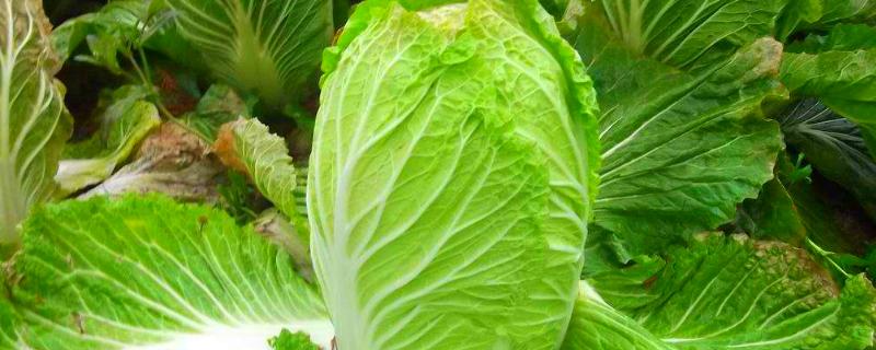 白菜怎么种,白菜的生长周期(大白菜种植时间和方法)