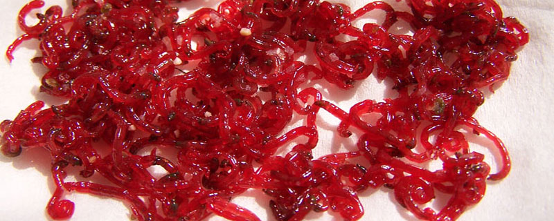 红虫可以钓什么鱼 红虫可以钓什么鱼?