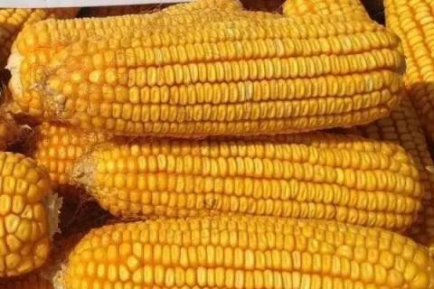 隆平206玉米种简介,适合哪里种植,产量如何