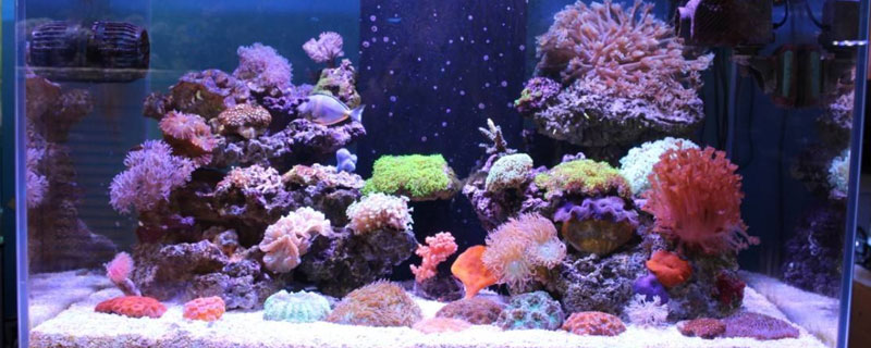 养鱼放盐放多少合适（养鱼要放多少盐）