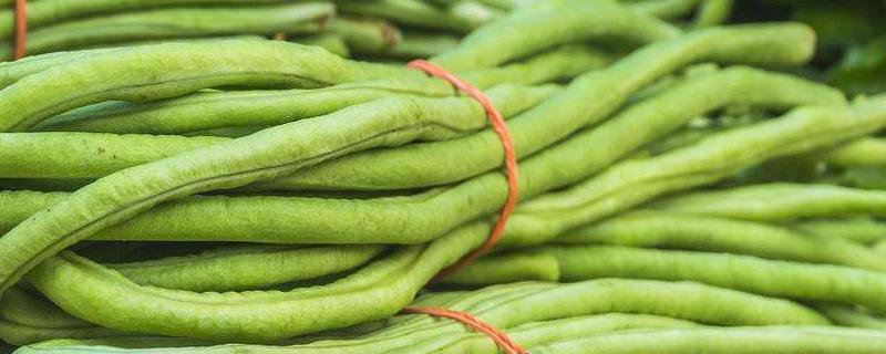 豆角有哪些品种（不搭架豆角有哪些品种）