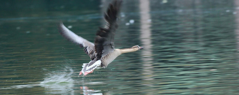 大雁北飞是什么季节 大雁北飞是什么季节,什么时候回来