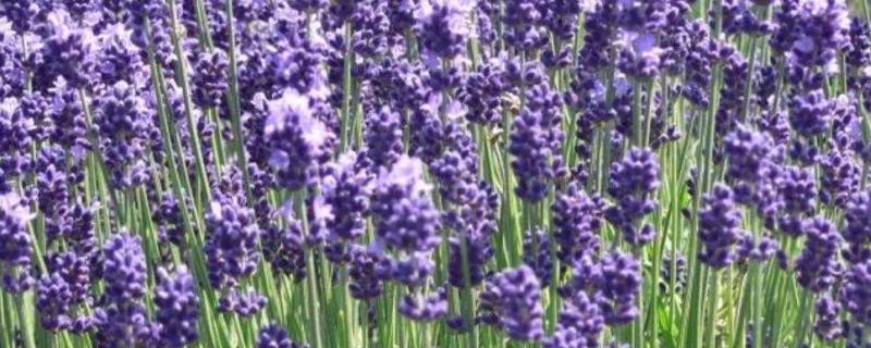 薰衣草的花期是几月份,薰衣草的花是什么颜色的