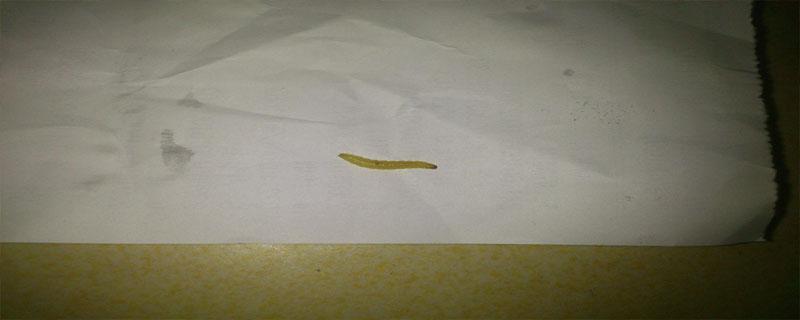 杀蛆特效药（治蛆特效药）