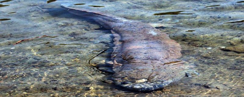 娃娃鱼多久吃一顿(娃娃鱼吃什么东西几天喂一次)