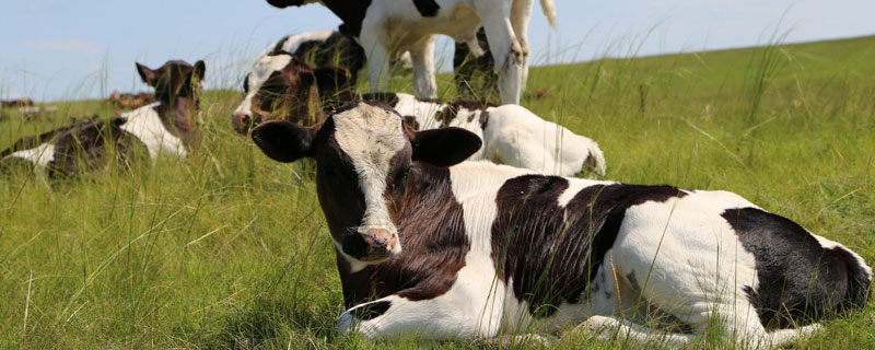 奶牛公的有奶吗 奶牛有没有公的