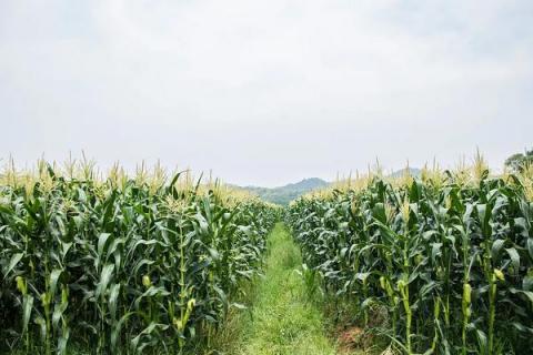 珲玉830玉米种简介,适合哪里种植,产量如何