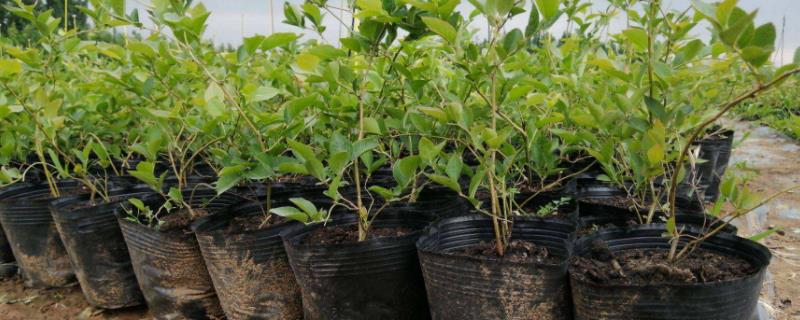 蓝莓苗什么时候栽种，附育苗方法（蓝莓果苗什么时候种植）