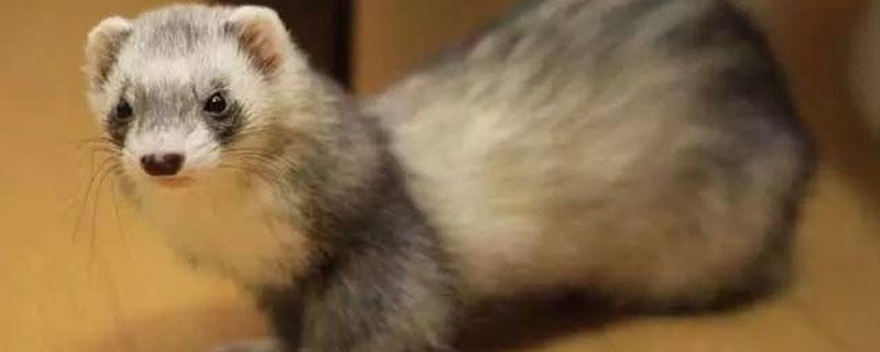 水貂是保护动物吗（水貂是濒危动物吗）