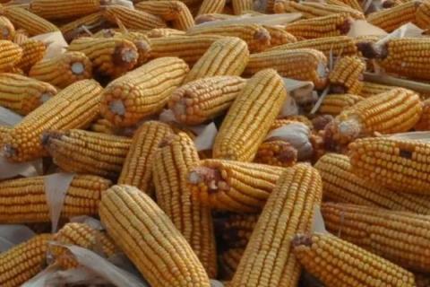 宝景653s玉米种简介,适合哪里种植,产量如何