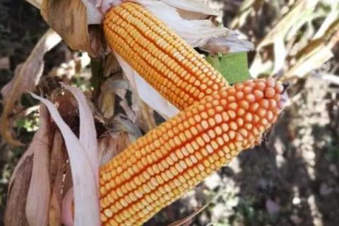 东单6531玉米种简介,适合哪里种植,产量如何