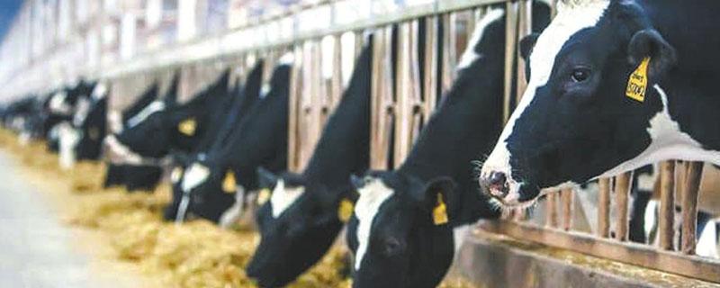 奶牛为什么一直有牛奶（牛为啥一直有奶）