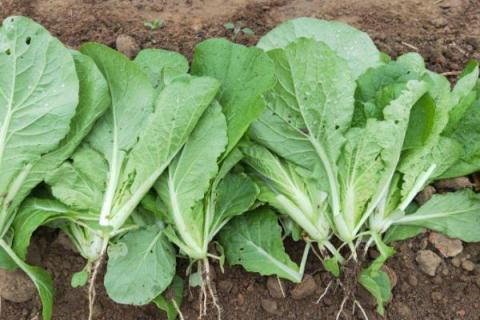 白菜怎么种,白菜的生长周期