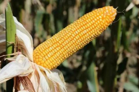 农星207玉米种简介,适合哪里种植,产量如何