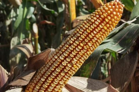 东单6531玉米种简介,适合哪里种植,产量如何