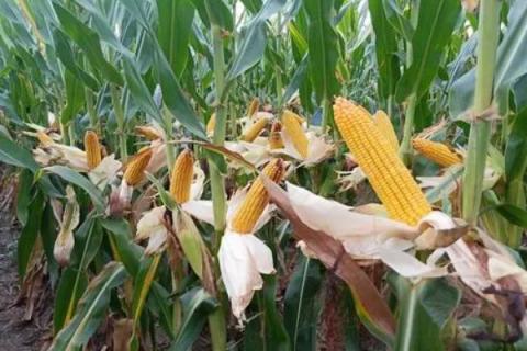 农星207玉米种简介,适合哪里种植,产量如何