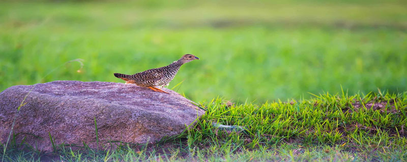 中华鹧鸪人工养殖技术与注意事项（中华鹧鸪人工养殖技术与注意事项是什么）