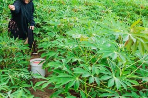 木薯种植的方法与时间