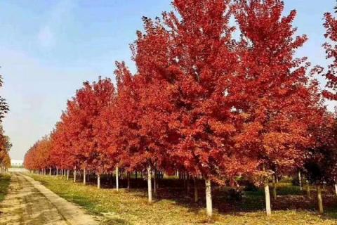 红枫嫁接时间和方法,红枫有几个品种