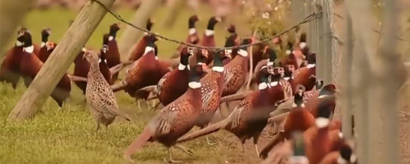 野鸡有几种(野鸡有几种颜色的给图几种)