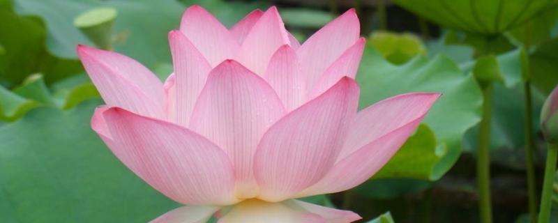 盛开的荷花像什么，荷花几月份开 荷花盛开像什么比喻句