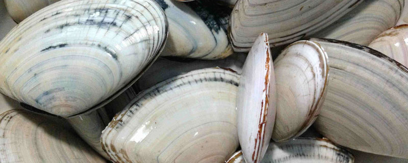 扇贝冷藏能放多久 扇贝可以冷冻吗?扇贝冷冻能放多长时间?