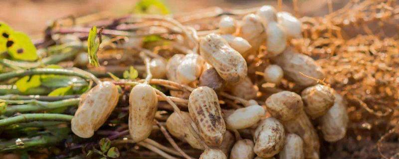 花生生长环境，附花生的生长过程（花生的生长状况）