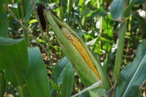 润民2109玉米种子特征特性,附简介