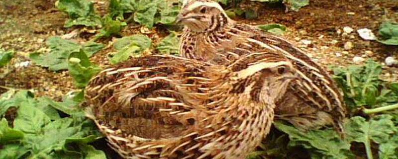 鹌鹑和斑鸠的区别（斑鸠是鹌鹑么）