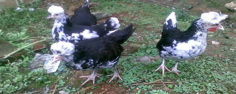 贵妃鸡如何饲养(贵妃鸡的养殖技术)