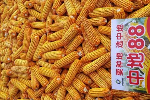 中地88玉米种简介,适合哪里种植,产量如何