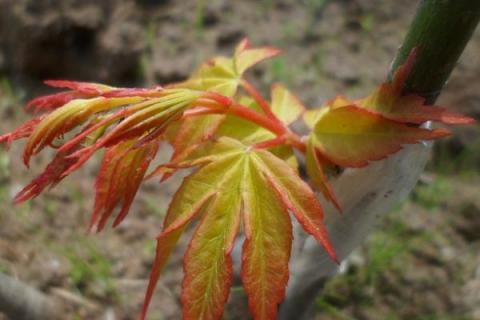 红枫嫁接时间和方法,红枫有几个品种