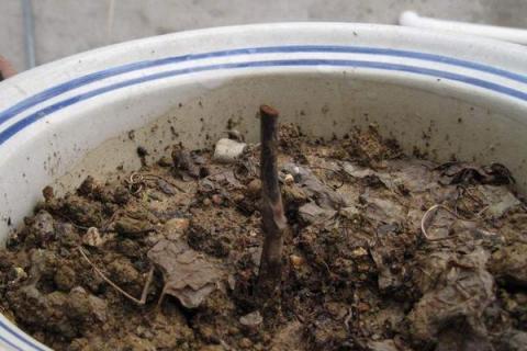 蓝莓扦插繁殖技术,什么时候适合扦插