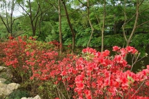 野生映山红怎么移栽，什么时候移栽合适