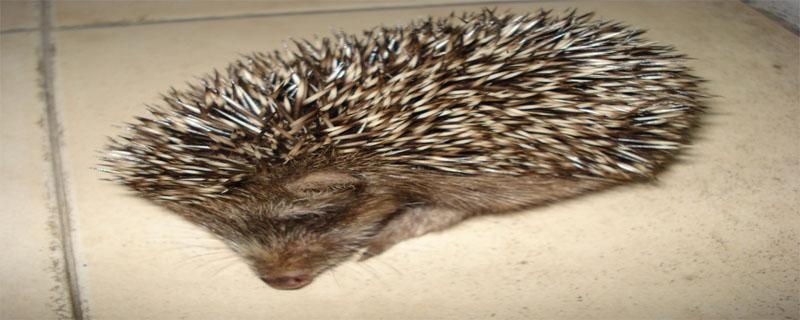 刺猬怎么过冬 刺猬怎么过冬简单说法