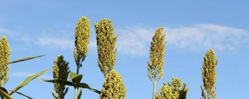 高粱别名，有什么用途 高粱的用途是什么