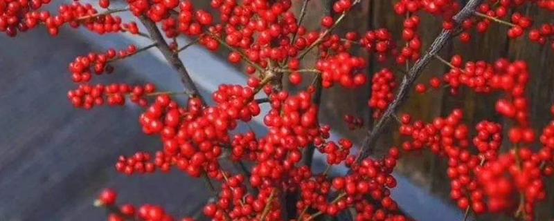 北美冬青耐寒多少度，附种植方法（北美冬青能耐多少度低温）